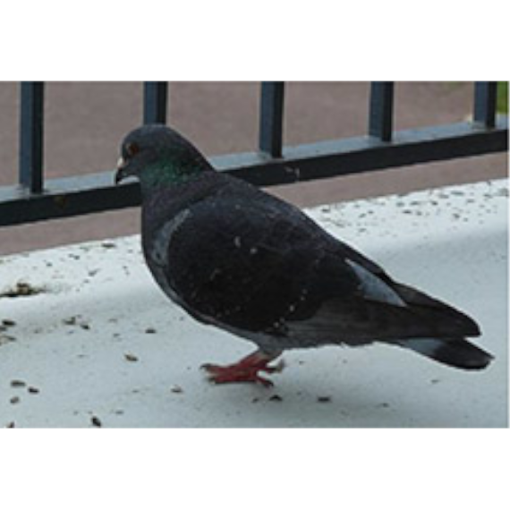 Pigeons